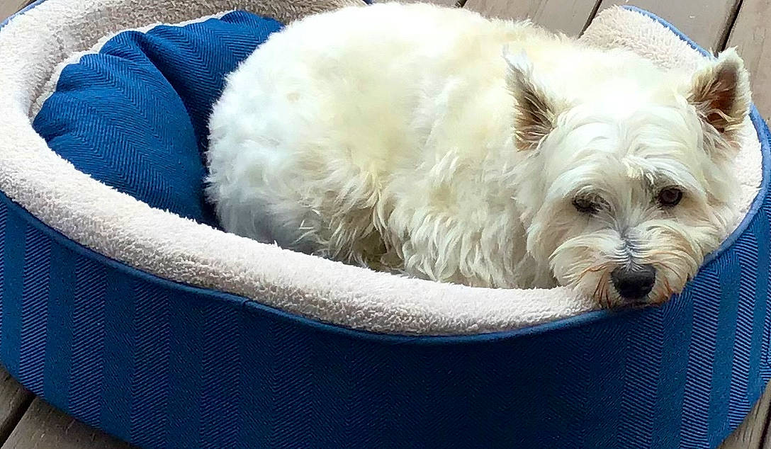 Moon is registered to the contest to win money with this photo: canidae, carnivore, comfort, companion_dog, dog, dog_breed, dog_supply, fawn, fur, maltepoo, non_sporting_group, poodle_crossbreed, puppy, small_terrier, sporting_group, terrestrial_animal, terrier, toy_dog, working_animal, yorkipoo