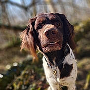 Saya participe au concours pour gagner de l'argent avec cette photo : animal, blurred_background, brown, canine, closeup, collar, daytime, dog, expression, face, fur, grass, nature, outdoor, pet, portrait, spotted, sunlight, tree, white