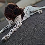 alert, animal, asphalt, background_blur, black_spots, brown, canine, companion, dog, ears, fur, laying_down, nature, outdoor, paws, pet, relaxed, side_view, spotted, white
