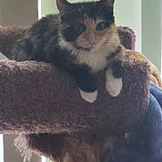 Munhkin is registered to the contest to win money with this photo: cat, calico, pet, animal, feline, indoor, cat_tree, perch, fur, whiskers, paws, relaxed, curious, window, light, vertical_blinds, cozy, resting, home, cute