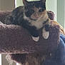 cat, calico, pet, animal, feline, indoor, cat_tree, perch, fur, whiskers, paws, relaxed, curious, window, light, vertical_blinds, cozy, resting, home, cute