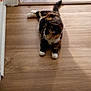 cat, calico, indoor, wooden_floor, doorway, pet, animal, fur, relaxed, paws, multicolored, curious, domestic, feline, laying_down, home, quiet, cozy, flooring, shadow
