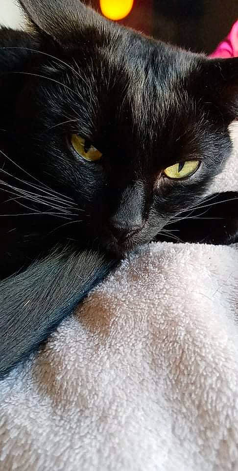 Sanchez joined the competition — help win amazing prizes! black_cat, bombay, carnivore, cat, close_up, domestic_long_haired_cat, domestic_short_haired_cat, eye, felidae, fur, norwegian_forest_cat, persian, small_to_medium_sized_cats, snout, whiskers