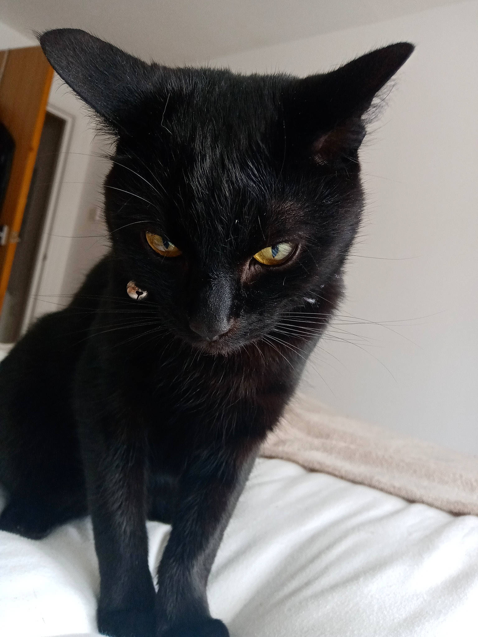 Sanchez joined the competition — help win amazing prizes! asian, black, black_cat, bombay, carnivore, cat, domestic_short_haired_cat, eye, felidae, fur, havana_brown, mammal, small_to_medium_sized_cats, snout, vertebrate, whiskers