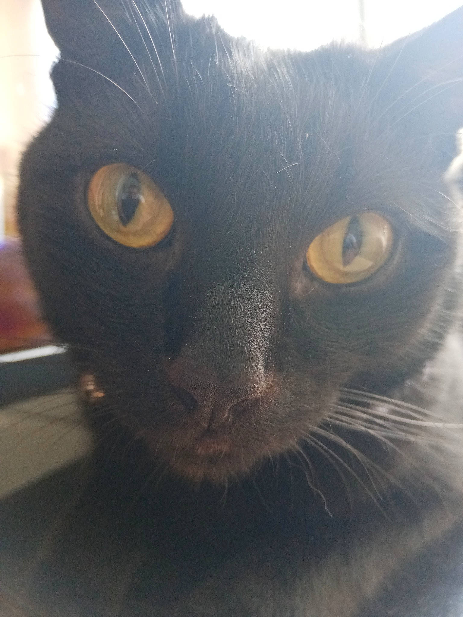 Sanchez joined the competition — help win amazing prizes! asian, black_cat, bombay, burmese, carnivore, cat, close_up, domestic_short_haired_cat, eye, felidae, fur, german_rex, korat, mammal, nose, sky, small_to_medium_sized_cats, snout, whiskers