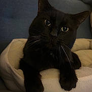 Truffe participe au concours pour gagner de l'argent avec cette photo : animal, black_cat, cat, close_up, comfort, couch, cozy, cute, domestic_cat, feline, fur, home, indoor, looking, mammal, pet_bed, portrait, relaxed, resting, whiskers
