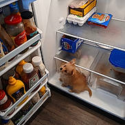 Tink Tink joined the competition — help win amazing prizes! dog, fridge, open_fridge, condiments, food, eggs, snacks, pepsi, mustard, ketchup, floor, wooden_floor, pet, curious, small_dog, canine, indoor, refrigerator_shelves, container, plastic_container