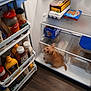 dog, fridge, open_fridge, condiments, food, eggs, snacks, pepsi, mustard, ketchup, floor, wooden_floor, pet, curious, small_dog, canine, indoor, refrigerator_shelves, container, plastic_container