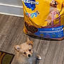 Tink Tink is registered to the contest to win money with this photo: puppy, dog, pet, floor, wooden_floor, food_bag, pedigree, puppy_food, indoor, cute, small_dog, fluffy, looking_up, animal, young_dog, canine, brown, tan, ears, sitting