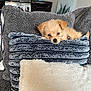 Tink Tink is registered to the contest to win money with this photo: puppy, dog, blanket, cushion, plush, fur, cute, pet, indoor, cozy, small_dog, resting, living_room, furniture, decor, comfort, stacked_blankets, relaxing, soft_texture, adorable