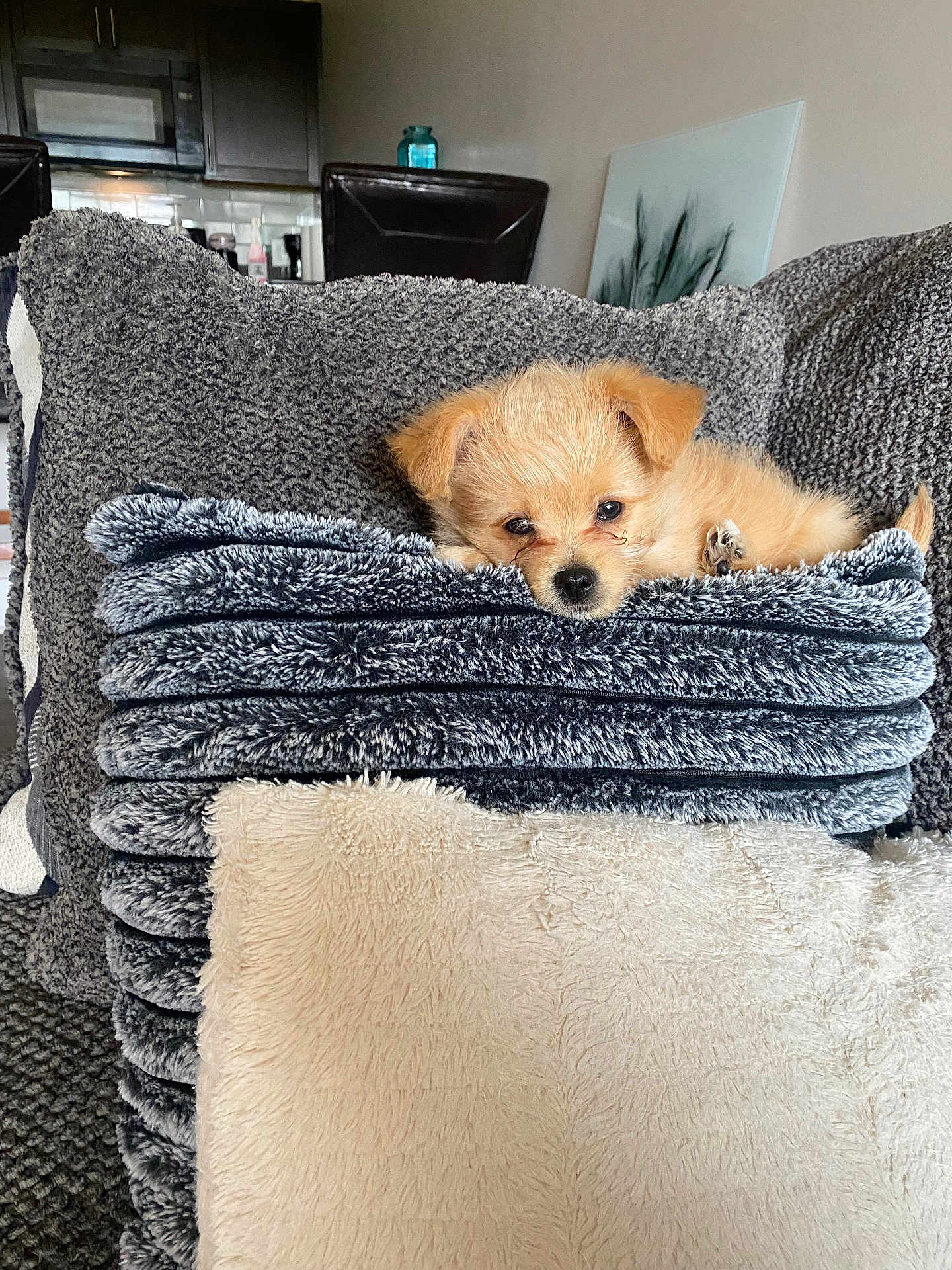 Tink Tink is registered to the contest to win money with this photo: puppy, dog, blanket, cushion, plush, fur, cute, pet, indoor, cozy, small_dog, resting, living_room, furniture, decor, comfort, stacked_blankets, relaxing, soft_texture, adorable