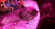 Cray Cray is registered to the contest to win money with this photo: cat, sleeping, tabby, blanket, pillow, dog, dark_fur, purple_light, cozy, indoor, resting, patterned_blanket, decor, animal_companions, home, cute, pets, soft_light, relaxation, nap