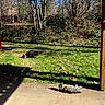 cat, dog, grass, patio, trees, sunlight, outdoor, nature, sky, relaxing, animal, daylight, shadow, leafless_trees, brown_dog, gray_cat, sunny, backyard, resting, peaceful