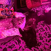 Cray Cray joined the competition — help win amazing prizes! cat, tabby_cat, black_cat, bed, blanket, pillow, mushroom_pattern, skull_pattern, indoor, feline, resting, sleeping, cozy, purple_light, pink_light, animal, pet, cute, relaxing, furry