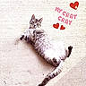 cat, tabby_cat, lying_down, concrete_floor, relaxed, pet, animal, cute, fur, whiskers, tail, collar, playful, heart, text_overlay, pink_text, red_hearts, outdoor, closeup, funny