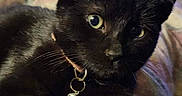 Et joined the competition — help win amazing prizes! black_cat, cat, pet, indoor, blanket, collar, bell, feline, animal, cozy, bedroom, television, blurred_background, paw, whiskers, looking, resting, curious, domestic_animal, thumb