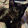 black_cat, cat, pet, indoor, blanket, collar, bell, feline, animal, cozy, bedroom, television, blurred_background, paw, whiskers, looking, resting, curious, domestic_animal, thumb