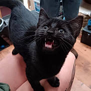 Et joined the competition — help win amazing prizes! black_cat, kitten, pet, animal, indoor, meowing, tattoo, leg, whiskers, feline, cute, young, fur, eyes, mouth_open, claws, wood_floor, human_leg, domestic_animal, playful