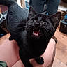 black_cat, kitten, pet, animal, indoor, meowing, tattoo, leg, whiskers, feline, cute, young, fur, eyes, mouth_open, claws, wood_floor, human_leg, domestic_animal, playful