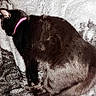 Et joined the competition — help win amazing prizes! cat, black_cat, sleeping, collar, pink_collar, feline, pet, animal, fur, blanket, texture, cozy, resting, indoor, cute, domestic_animal, mammal, fur_texture, closeup, lying_down