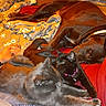 Et is registered to the contest to win money with this photo: dog, cat, black_cat, gray_cat, blanket, person, lap, indoor, cozy, relaxing, pets, fur, collar, wood_floor, plaid_blanket, clothing, red_fabric, resting, warm_lighting, comfort
