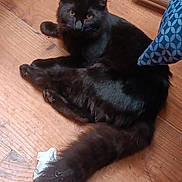 Mr. Sweetie joined the competition — help win amazing prizes! black_cat, cat, wooden_floor, cat_bed, cushion, furniture, pet, indoor, animal, fur, tail, relaxed, looking_up, home, cozy, curious, flooring, domestic, mammal, resting