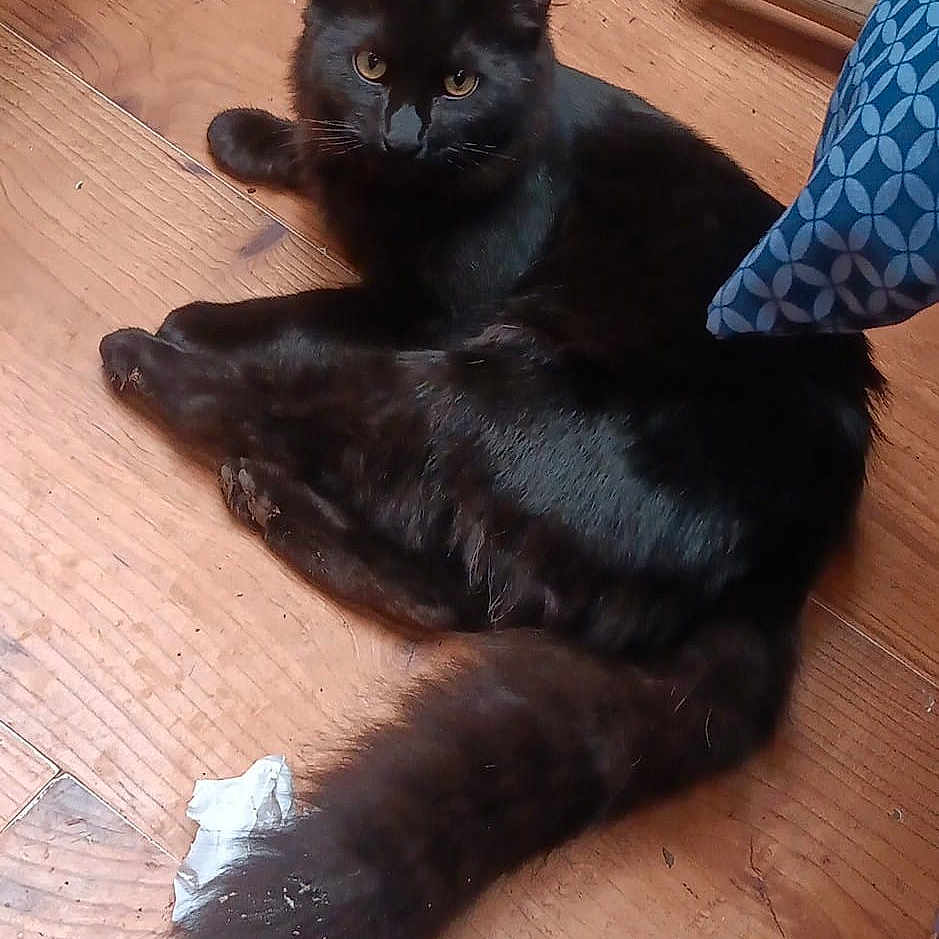Mr. Sweetie