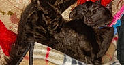 Mr. Sweetie joined the competition — help win amazing prizes! cat, black_cat, sleeping, blanket, cozy, indoor, pet, feline, resting, fur, cute, relaxed, comfort, animal, warm, knitted, pattern, soft, home, peaceful