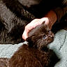 Mr. Sweetie is registered to the contest to win money with this photo: kitten, black_cat, cat, feline, pet, animal, blue_eyes, fluffy, fur, hand, blanket, indoor, domestic, cute, small, young, soft, resting, companion, comfort