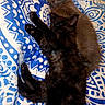 Mr. Sweetie joined the competition — help win amazing prizes! animal, bed, blanket, blue, cat, cozy, cuddle, cute, domestic_cat, fur, indoor, kitten, pattern, pet, relax, resting, sleeping, soft, two_cats, white