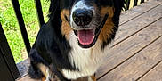 Kimber joined the competition — help win amazing prizes! dog, tricolor, happy, smiling, sitting, wooden_deck, outdoor, grass, black_railings, pet, canine, animal, fur, ears, tongue, paw, nature, daylight, friendly, companion