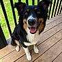 dog, tricolor, happy, smiling, sitting, wooden_deck, outdoor, grass, black_railings, pet, canine, animal, fur, ears, tongue, paw, nature, daylight, friendly, companion