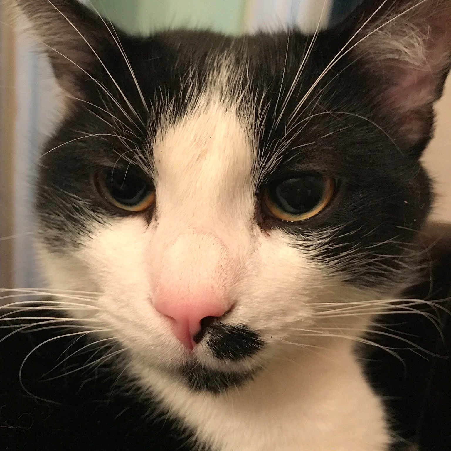 Kitler joined the competition — help win amazing prizes! aegean_cat, american_wirehair, cat, cat_like_mammal, close_up, domestic_short_haired_cat, eye, fauna, fur, kitten, nose, organ, skin, small_to_medium_sized_cats, snout, whiskers