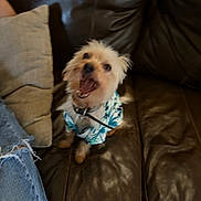 Gizmo is registered to the contest to win money with this photo: dog, small_dog, leather_couch, pillow, jeans, ripped_jeans, clothing, pet, indoor, brown, beige, sitting, mouth_open, yawning, barking, fur, cute, collar, happy, casual