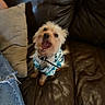 dog, small_dog, leather_couch, pillow, jeans, ripped_jeans, clothing, pet, indoor, brown, beige, sitting, mouth_open, yawning, barking, fur, cute, collar, happy, casual