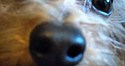 Gizmo is registered to the contest to win money with this photo: dog, close_up, nose, eyes, fur, pet, animal, curious, blurry, furry, snout, muzzle, face, canine, portrait, domestic_animal, whiskers, brown_fur, macro, cute
