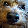 dog, close_up, nose, eyes, fur, pet, animal, curious, blurry, furry, snout, muzzle, face, canine, portrait, domestic_animal, whiskers, brown_fur, macro, cute
