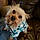 Gizmo