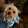 Gizmo joined the competition — help win amazing prizes! dog, small_dog, pet, cute, tropical_shirt, clothing, brown_leather_couch, indoor, curious, fluffy_fur, companion, looking_up, jeans, person_partial, canine, domestic_animal, animal_portrait, furry, friendly, home