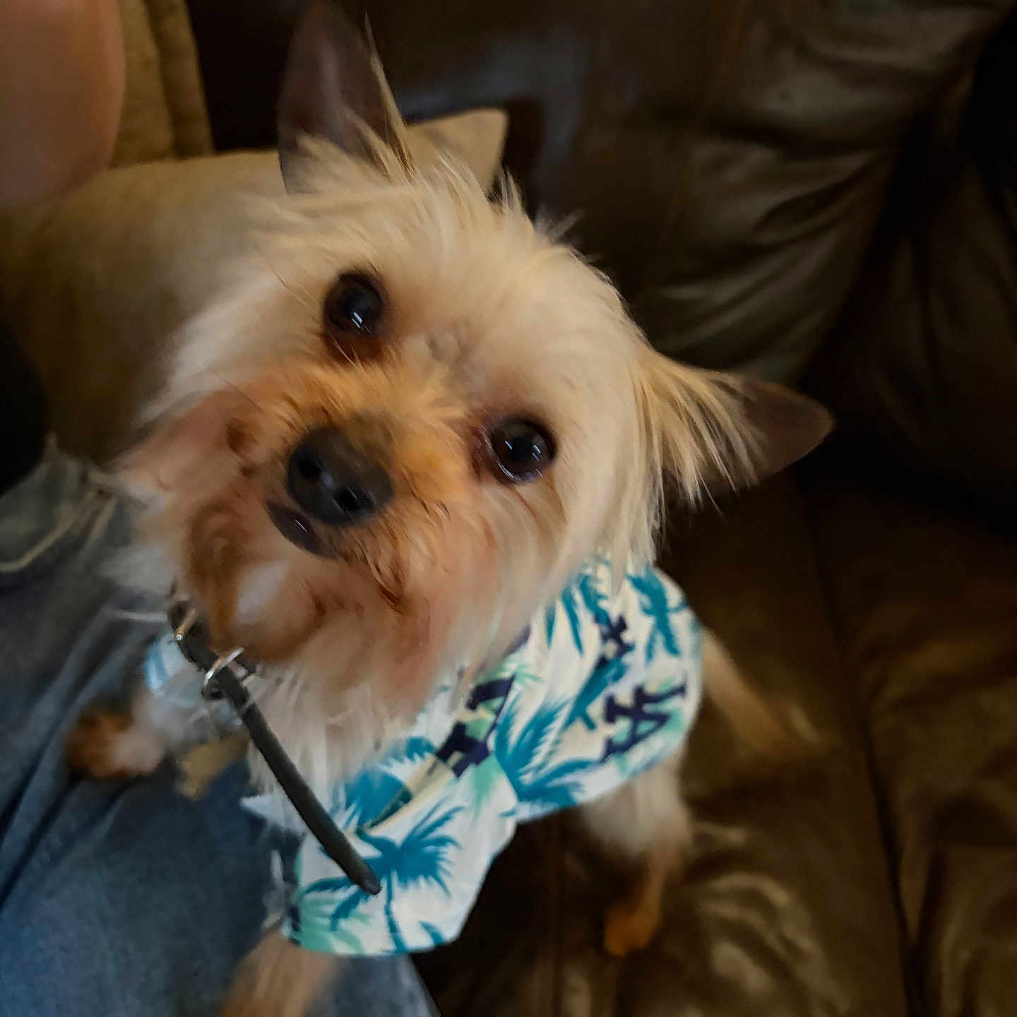 Gizmo