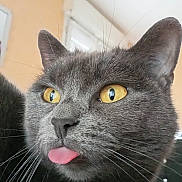 Moumoune a rejoint le concours — aidez-le/la à gagner de superbes lots ! cat, gray_cat, close_up, yellow_eyes, tongue_out, whiskers, indoor, pet, feline, fur, cute, animal, playful, portrait, muzzle, ears, nose, expression, domestic_cat, looking_away