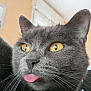 cat, gray_cat, close_up, yellow_eyes, tongue_out, whiskers, indoor, pet, feline, fur, cute, animal, playful, portrait, muzzle, ears, nose, expression, domestic_cat, looking_away