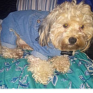 Bossbaby is registered to the contest to win money with this photo: dog, pet, denim_jacket, curly_fur, blanket, indoor, cute, animal, fur, collar, resting, closeup, paw, canine, domestic_animal, portrait, fluffy, comfort, bed, curious