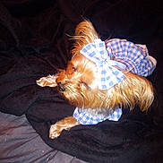 Bella Simmons is registered to the contest to win money with this photo: dog, small_dog, pet, resting, sleeping, bow, clothing, blue_checkered, blanket, black_blanket, fur, cute, indoors, cozy, animal, companion, mammal, paw, face, relaxing