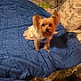 Bella Simmons joined the competition — help win amazing prizes! dog, small_dog, bed, blue_bedspread, pillows, indoor, furniture, pet_clothing, curious, looking_up, fur, ears, cute, cozy, home, wood_floor, blanket, decor, animal, companion