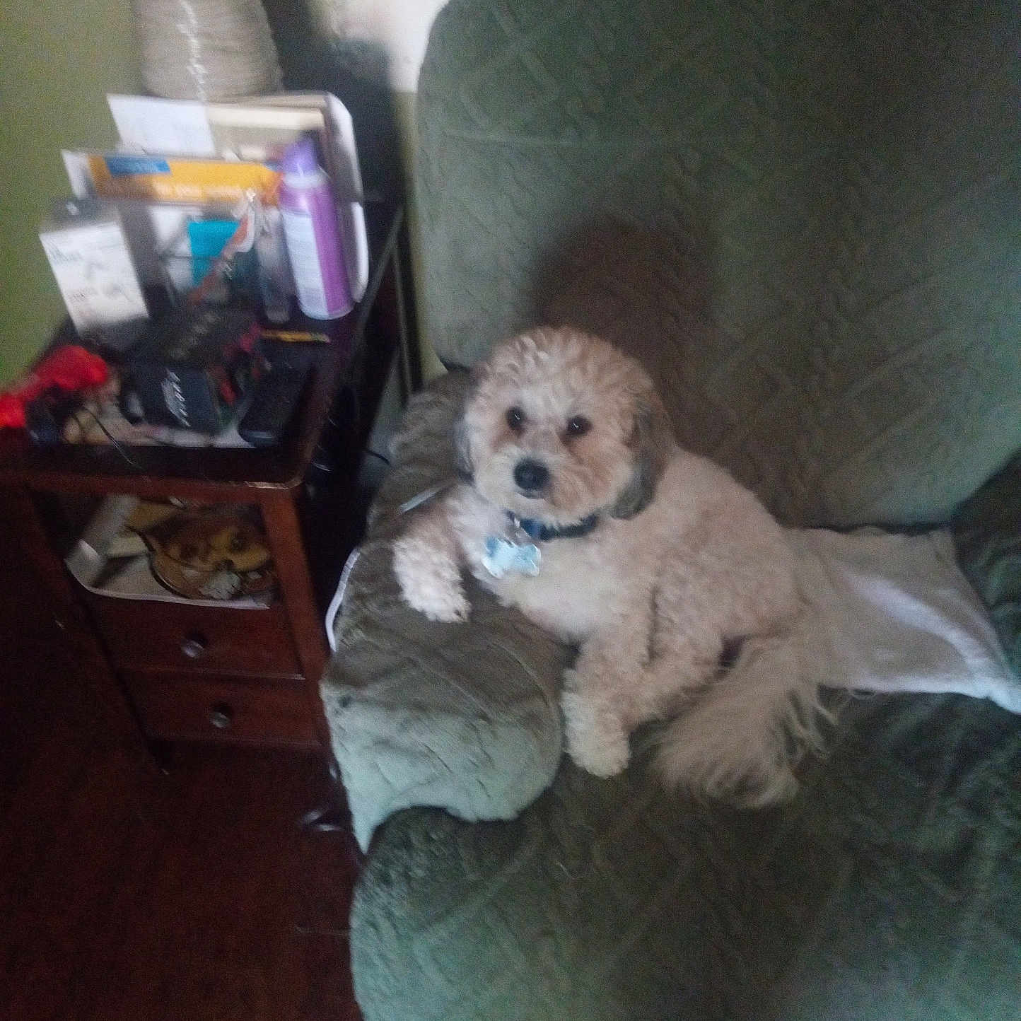 Oreo Simmons is registered to the contest to win money with this photo: armchair, brown_floor, canine, clutter, collar, cozy, dog, dog_tag, domestic, fluffy, furniture, home, household_items, indoor, lamp, living_room, pet, relaxing, resting, side_table