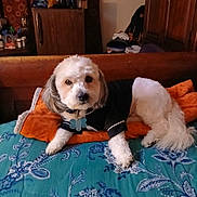 Oreo Simmons is registered to the contest to win money with this photo: dog, pet, bed, pillow, blanket, indoor, furniture, canine, animal, cute, resting, white_fur, gray_ears, collar, tag, blue, orange, black_clothing, home, comfort