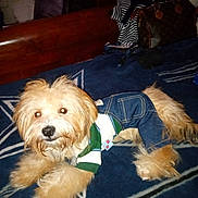 Sassy Simmons joined the competition — help win amazing prizes! dog, pet, indoor, bed, blanket, denim, clothing, cute, fluffy, fur, animal, resting, brown, white, portrait, casual, furniture, purse, striped_clothing, relaxing