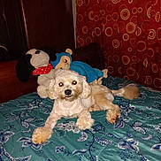 Kody is registered to the contest to win money with this photo: dog, plush_toy, bed, bedspread, curtains, indoor, pet, small_dog, stuffed_animal, blue_monkey, red_curtains, floral_pattern, cozy, fur, animal, toy, resting, cute, home, comfort