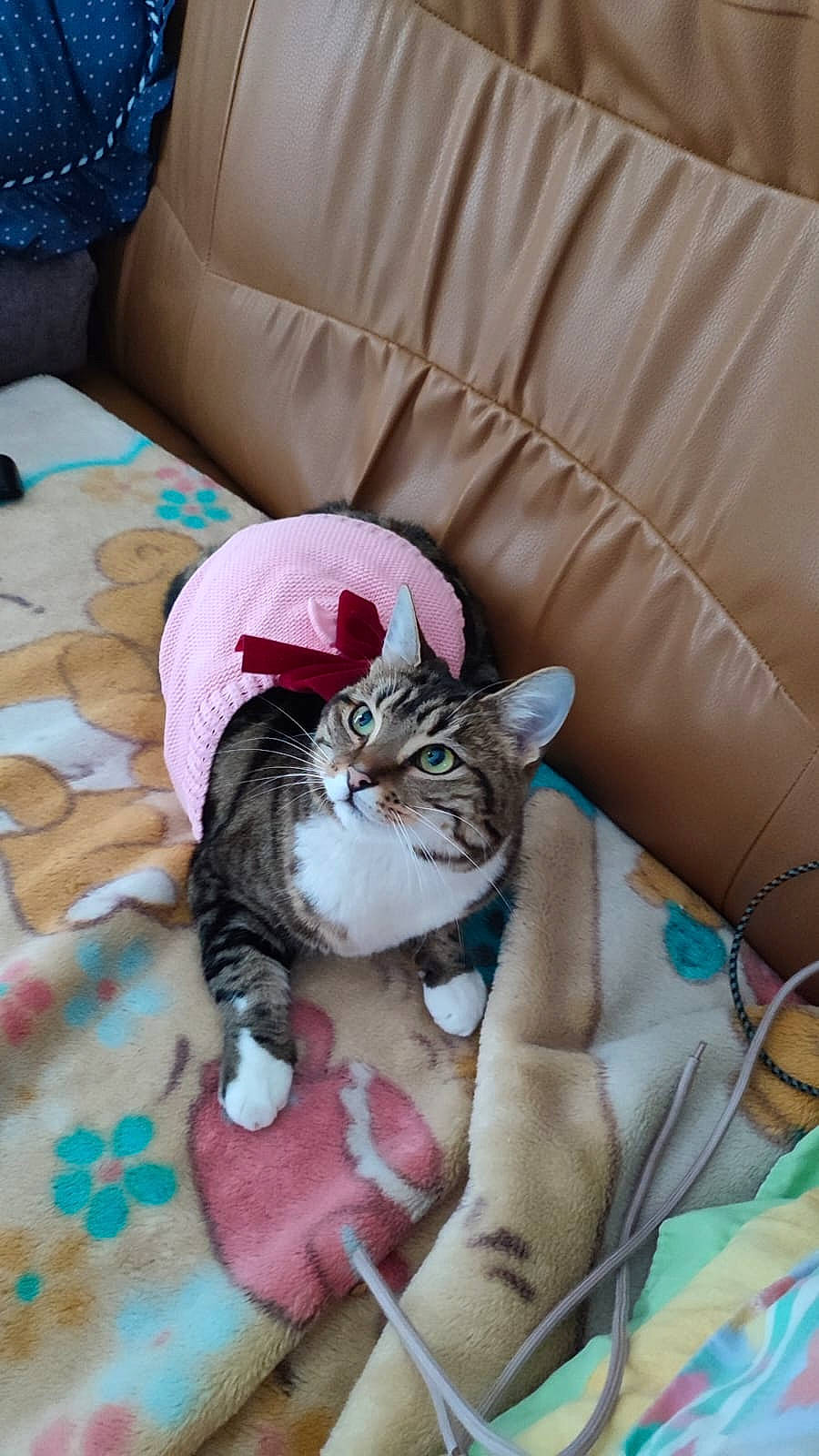 Kayla a rejoint le concours — aidez-le/la à gagner de superbes lots ! bedding, carnivore, cat, comfort, couch, domestic_short_haired_cat, fawn, felidae, flooring, fur, hardwood, linens, living_room, mammal, plant, room, small_to_medium_sized_cats, tail, vertebrate, whiskers